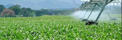 bando agricoltura